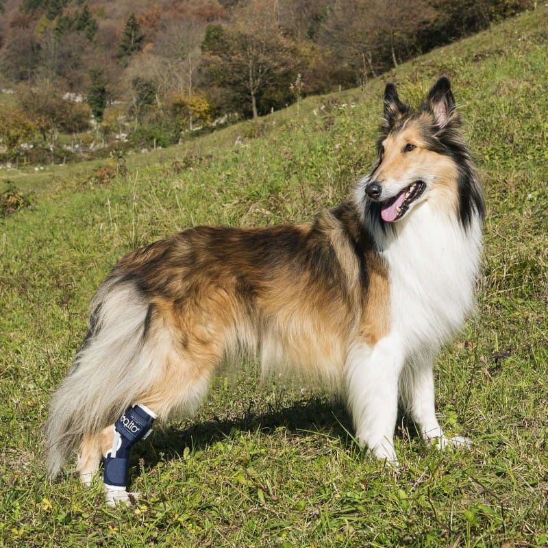 Balto Hund Knöchelschiene mit Schiene