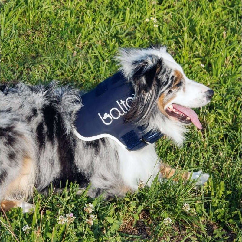 Balto orthopädisches Halsband für Hunde und Katzen