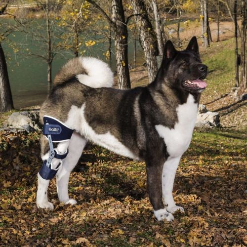 Ligatek Balto verstellbare Knieorthese links balto-ligatek-regulowana-orteza-kolana (3).jpg