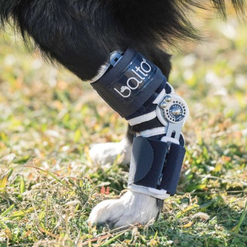 Flexor Balto verstellbarer Knöchelstabilisator balto-flexor-regulowany-uchwyt-na-kostke-dla-psowo (3).jpg