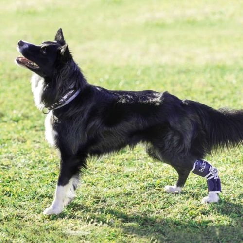 Flexor Balto verstellbarer Knöchelstabilisator balto-flexor-regulowany-uchwyt-na-kostke-dla-psowo.jpg