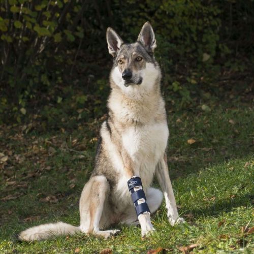 Balto Vorderpfotenorthese für Hunde balto-orteza-na-przednia-konczyne-dla-psa (2).jpg