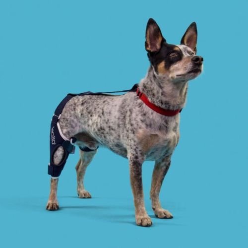 Linke verstärkte Balto-Knieorthese für Hunde balto-orteza-stawu-kolanowego-dla-psa-ze-wzmocnieniem (2).jpg