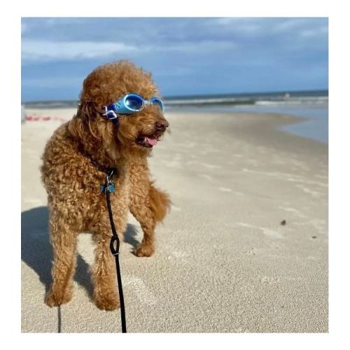 Doggles Ils-Sonnenbrille doggles-ils-okulary-przeciwsloneczne-dla-psow (3).jpg