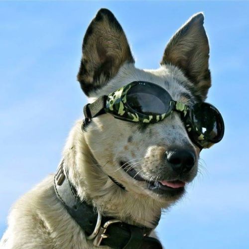 Doggles Ils-Sonnenbrille doggles-ils-okulary-przeciwsloneczne-dla-psow (2).jpg