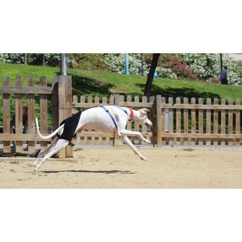 Orthocanis Hüftdysplasie-Stabilisator für Hunde ortocanis-stabilizator-biodra-i-na-dysplazje-u-psa (3).jpg