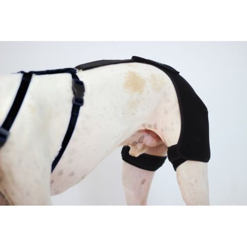 Orthocanis Hüftdysplasie-Stabilisator für Hunde ortocanis-stabilizator-biodra-i-na-dysplazje-u-psa (1).jpg