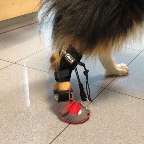 Walkinpets Schuh zur Korrektur der Gangart von Hunden ruffwear-buty-dla-psa-do-korekcji-krokow.jpg