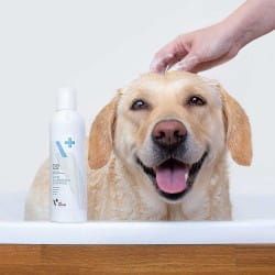 Hypoallergenes Shampoo 250ml Vet Expert vet-expert-hypoallergenic-shampoo-hipoalergiczny-szampon-dla-psow-i-kotow (1).jpg