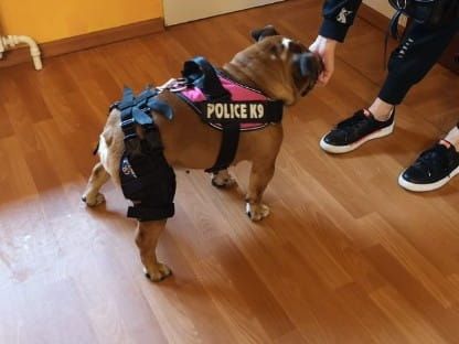 Stabilisierte Kniestütze+ Verbindungssystem