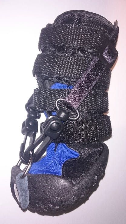 orteza-dla-psa-na-przod-z-butem-dorsi-flex--orthosis-for-dog-on-the-front-paw-with-dorsi-flex-shoe.jpg