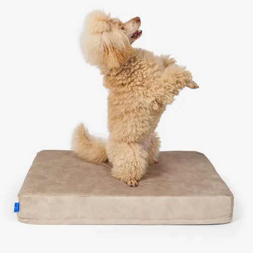 Petformed® M orthopädische Matratze für Hunde 1-M-1-scaled-1.webp