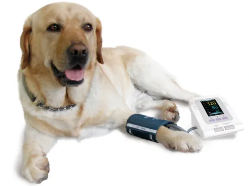 Elektrisches Blutdruckmessgerät von Gima Veterinary 80550_b.webp